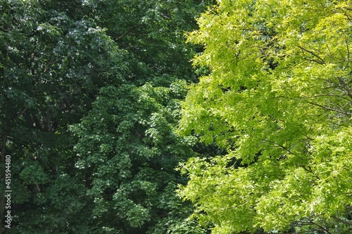 Shades of green trees growing in the summer meadow as a background