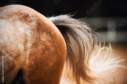 A beautiful fluffy long tail of a light spotted horse that gallops quickly, and the tail waves in the wind. Equestrian sports. Equestrian life.