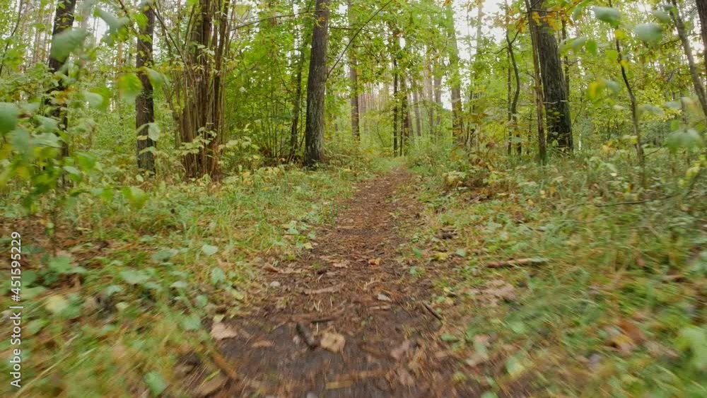Low angle pov shot on a gimbal in the autumn forest path. Low angle pov shot on a gimbal in the autumn forest path.