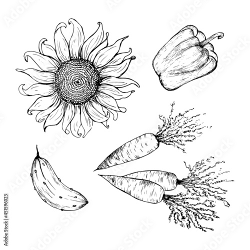Hand-drawn vegetables. Set. Sunflower, carrot, pepper, cucumber. vector illustration isolated on a white background