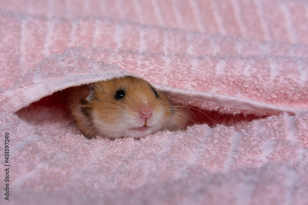 little cute hamster sitting in a towel