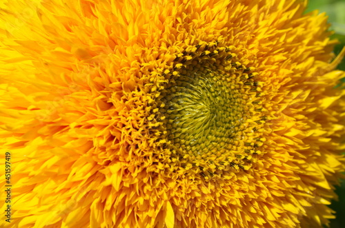 Decorative terry sunflower close up