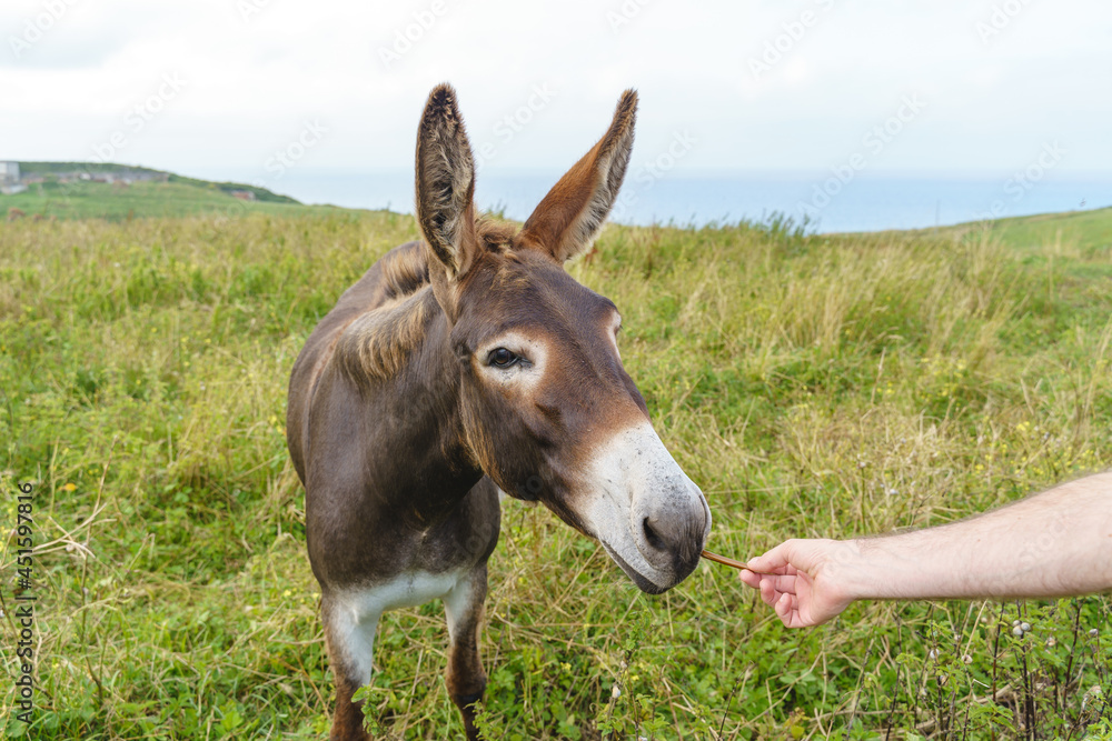 Unrecognizable person feeding donkey on countryside. Horizontal view of animal eating grazing in the meadow. Unrecognizable person feeding donkey on countryside. Horizontal view of animal eating grazing in the meadow.