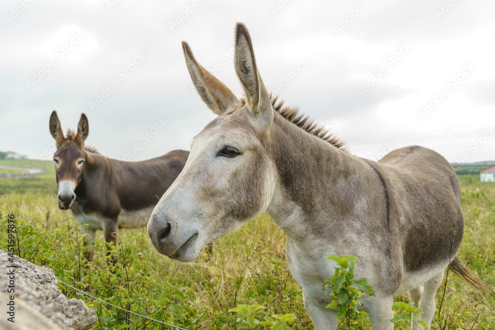 Couple of donkeys on countryside. Horizontal view of animals eating grazing in the meadow.