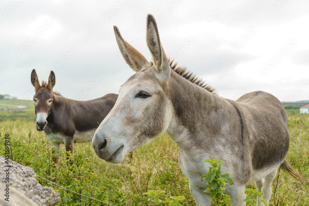 Couple of donkeys on countryside. Horizontal view of animals eating grazing in the meadow. Couple of donkeys on countryside. Horizontal view of animals eating grazing in the meadow.