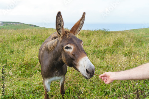 Unrecognizable person feeding donkey on countryside. Horizontal view of animal eating grazing in the meadow. © beavera