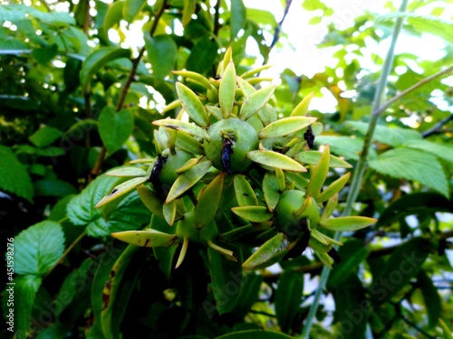 planta fruta ora pro nobis - pereskia aculeata photo