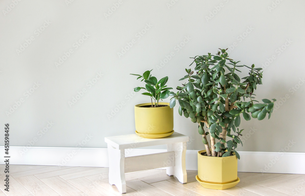 Ficus crassula in a yellow flower pot stands on a light pedestal on a gray background. The interior of the room is in the Scandinavian style. An empty wall and a place to copy
