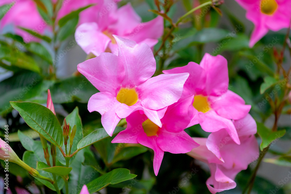 Selective focus of pink flower Rocktrumpet in the garden, Mandevilla is a genus of tropical and subtropical flowering vines belonging to the family Apocynaceae, Nature floral background. Selective focus of pink flower Rocktrumpet in the garden, Mandevilla is a genus of tropical and subtropical flowering vines belonging to the family Apocynaceae, Nature floral background.