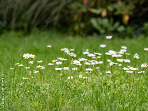 Some daisies on green meadow