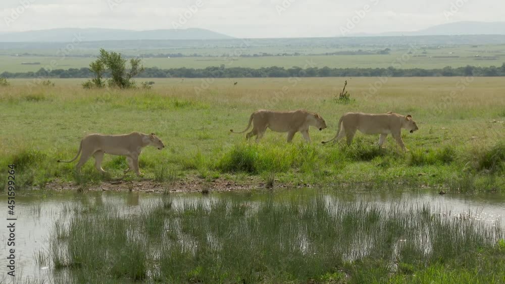 African Lion (Panthera leo) females walking along small pond African Lion (Panthera leo) females walking along small pond