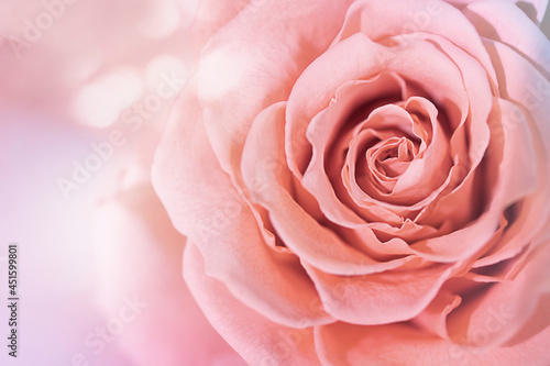 Very close-up of a pink rose on an abstract background. Cosmetology, spa, rose oil. Macro photography.