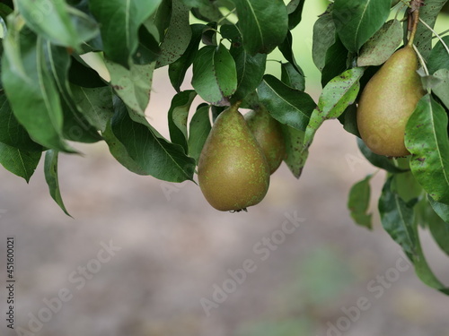 pear on tree