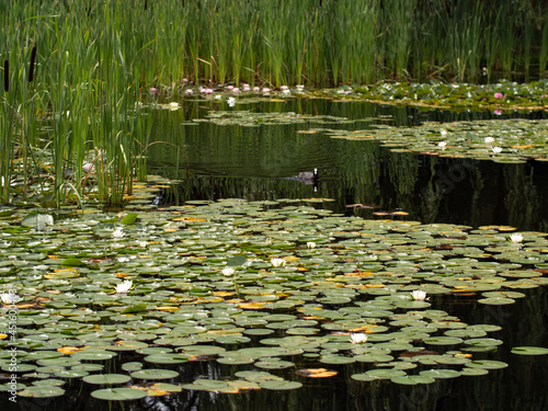 White water lily on a lake in a public park.