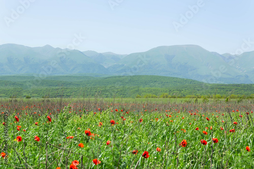 Foothills of the Caucasus Mountains on a sunny spring day