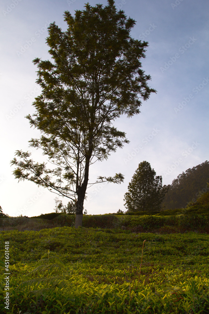 Obraz premium Tree on a hill