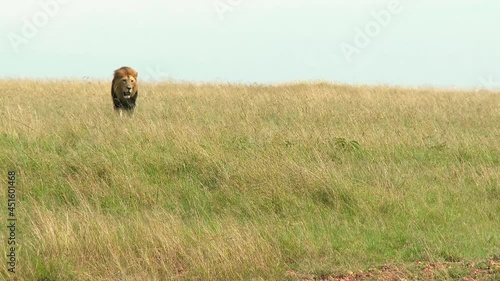 African Lion (Panthera leo) male walking towards camera