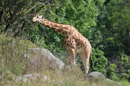 Zoo de Lion Parc de la T  te d Or