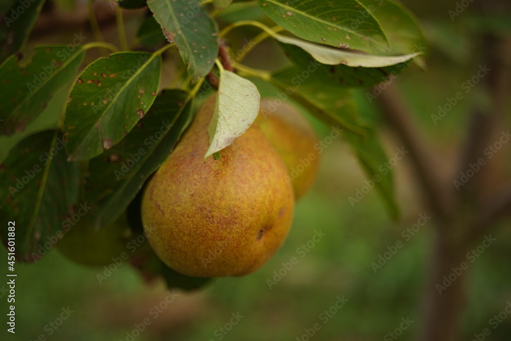 One ripe pear fruit hanging on the tree branch, closeup view