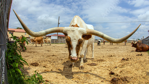 Longhorn at Fort Worth, Texas
