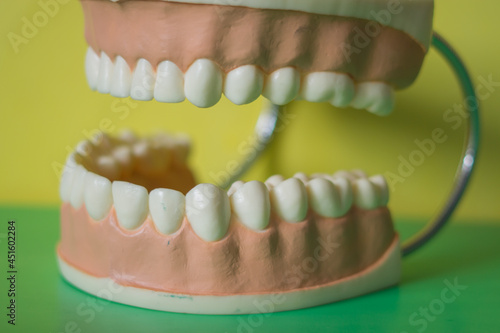 Closeup artificial human teeth for illustration dental hygiene. Horizontal shot of fake human jaw and teeth for education. 