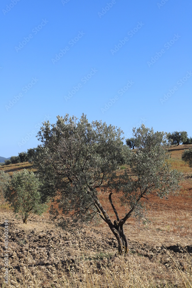 Tuscan hill with olive trees