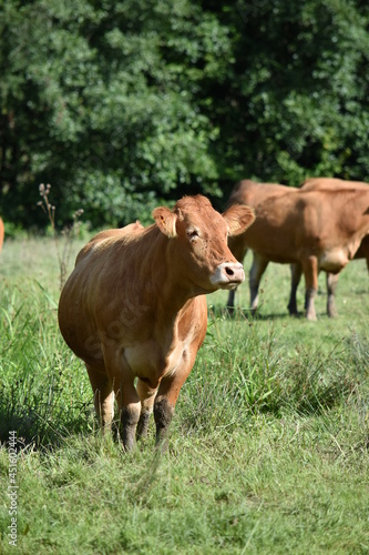 Vaches Limousine Limoges Bovin 