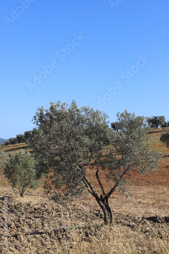 Tuscan hill with olive trees
