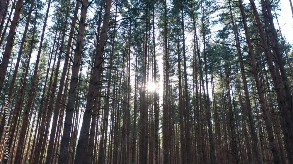 forest, tree, nature, wood, trees, landscape, pine, woods, summer, autumn, spring, park, birch, environment, season, sky, foliage, woodland, outdoors, light, sunlight, sun, plant, leaves, grass, green forest, tree, nature, wood, trees, landscape, pine, woods, summer, autumn, spring, park, birch, environment, season, sky, foliage, woodland, outdoors, light, sunlight, sun, plant, leaves, grass, green