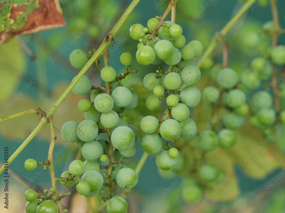 grapes on vine