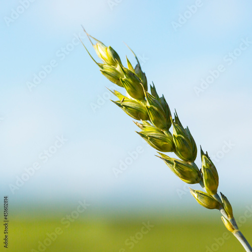 One green year of wheat against a blue cloudy sky. Natural background. The concept of farming