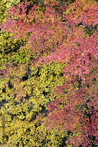 Oashi valley, Kanuma, Tochigi, in autumn photo