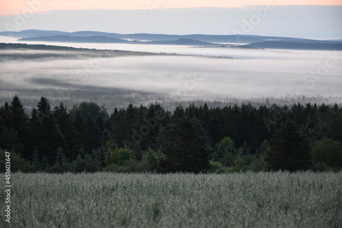 Fog over the Appalachians on a chilly July morning  Sainte-Apolline  Qu  bec  Canada