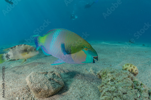 Fish swim in the Red Sea, colorful fish, Eilat Israel 