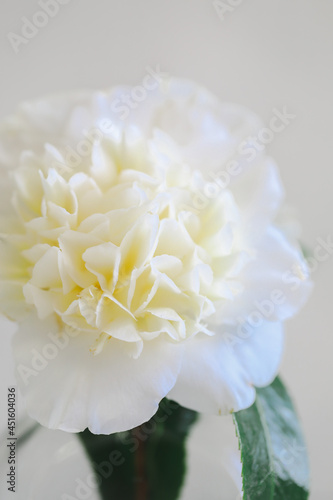 Close up image of delicate white camellia flower on plain white background