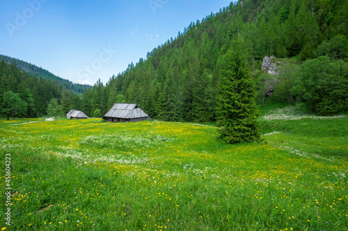 Beautiful summer view of Jaworzynka Valley. Tatra Mountains.