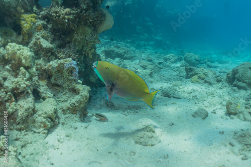  Fish swim in the Red Sea  colorful fish  Eilat Israel 