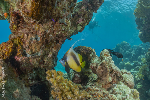  Fish swim in the Red Sea  colorful fish  Eilat Israel 