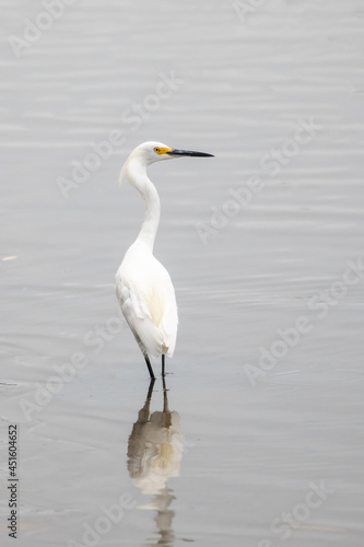 A snowy egret (Egretta thula) standing in shallow water.