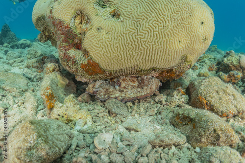 Coral reef and water plants in the Red Sea, Eilat Israel 