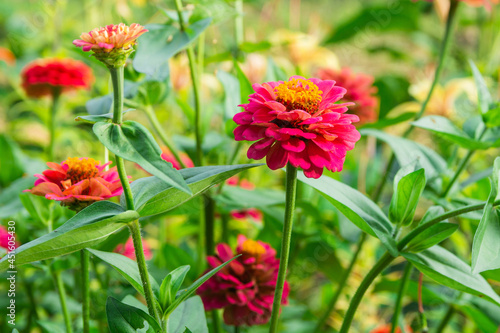 Red zinnia flowers in the garden in late summer