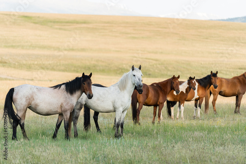 A herd of wild horses grazes in the mountains © Пётр Рябчун