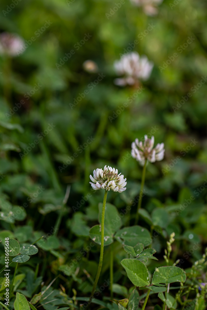 Trifolium repens flower growing in field, close up Trifolium repens flower growing in field, close up