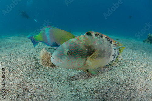  Fish swim in the Red Sea, colorful fish, Eilat Israel 