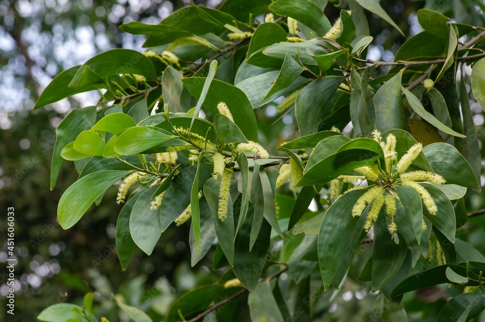 Acacia crassicarpa flowers and green leaves, selected focus