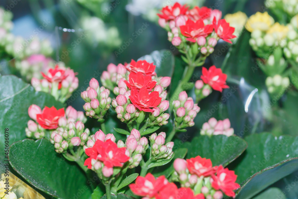small red flowers with green leaves on a blurred background
