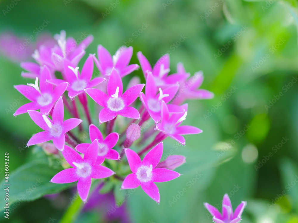 Fototapeta premium ペンタス1 ピンク