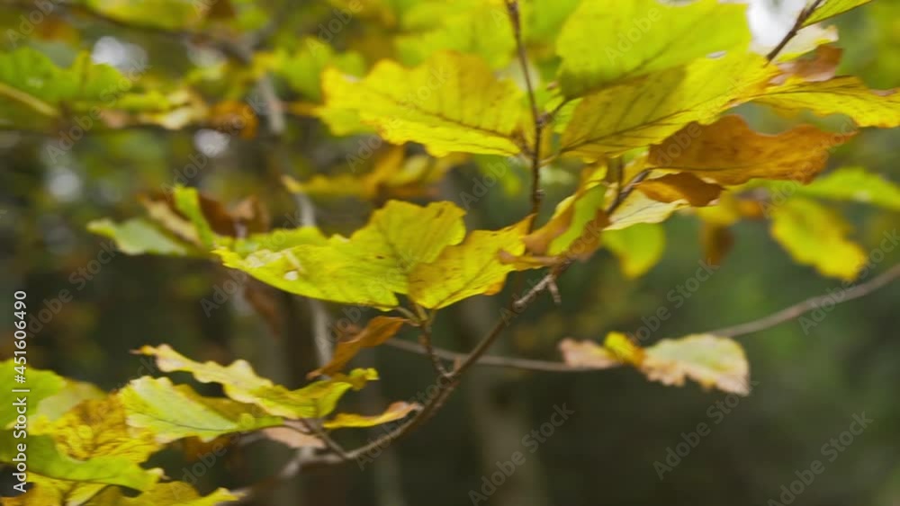 Yellow-brown leaves on the branches of an organic hornbeam tree sway from the wind in cloudy autumn weather Yellow-brown leaves on the branches of an organic hornbeam tree sway from the wind in cloudy autumn weather