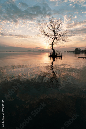 Obraz na płótnie A dead tree on the beach at sunrise time. w salonie