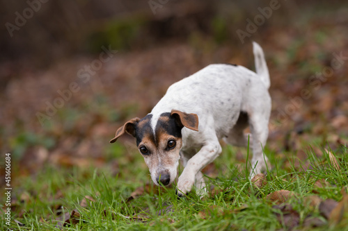 Jack Russell Terrier dog in the forest